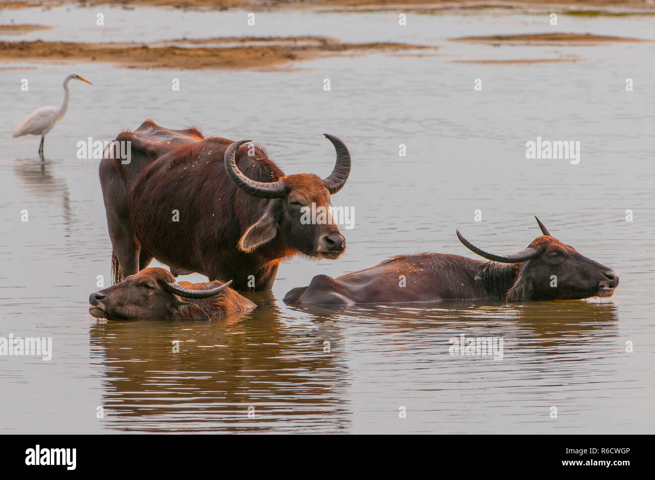 Buffle d'Asie, Wild Water Buffalo, Carabao (Bubalus bubalis, Bubalus arnee), Parc national de Yala, au Sri Lanka, en Asie Banque D'Images