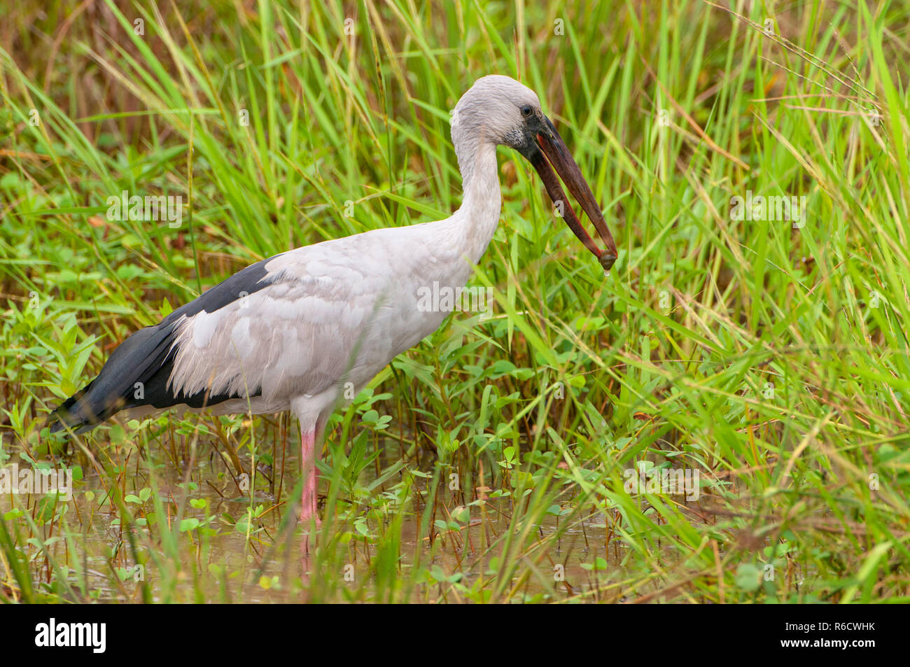 Asian Openbill Anastomus (Oscitante), Parc national de Yala, au Sri Lanka, en Asie Banque D'Images