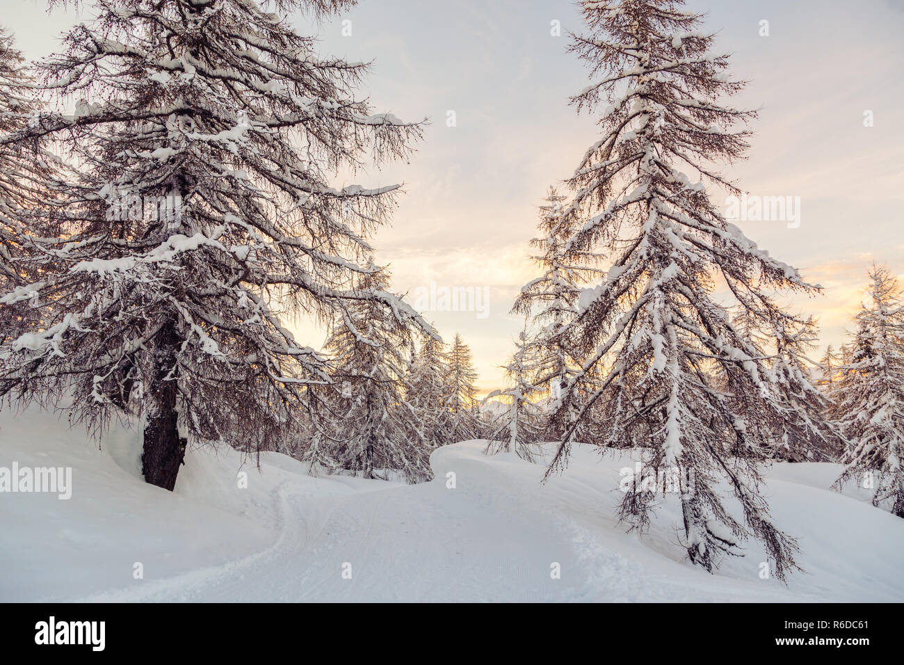 Magnifique coucher de soleil en hiver forest Jluia Alpes en Slovénie Banque D'Images