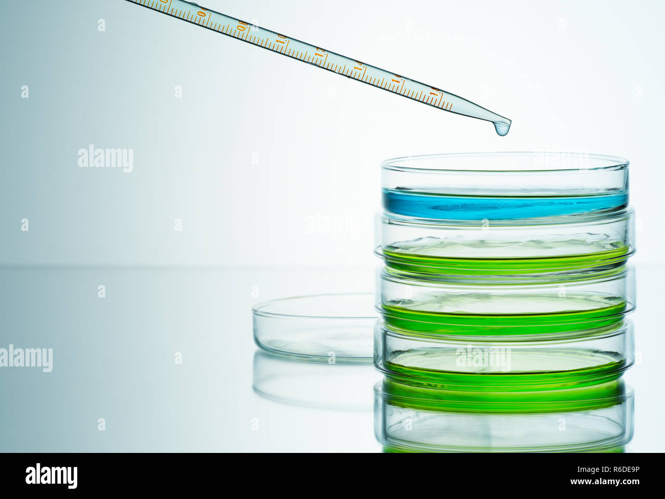 Le bleu et le vert des liquides dans des boîtes de pétri à la pipette, fond uni Banque D'Images