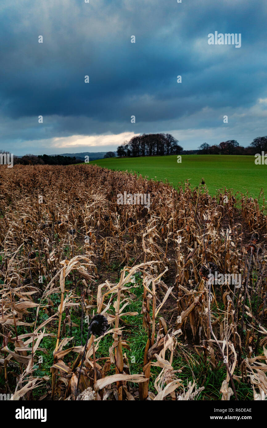 Un champ de tournesols morts dans l'avant-plan sur le Pennine Way près de Barnsley, l'Angleterre sur un hivers jour orageux Banque D'Images