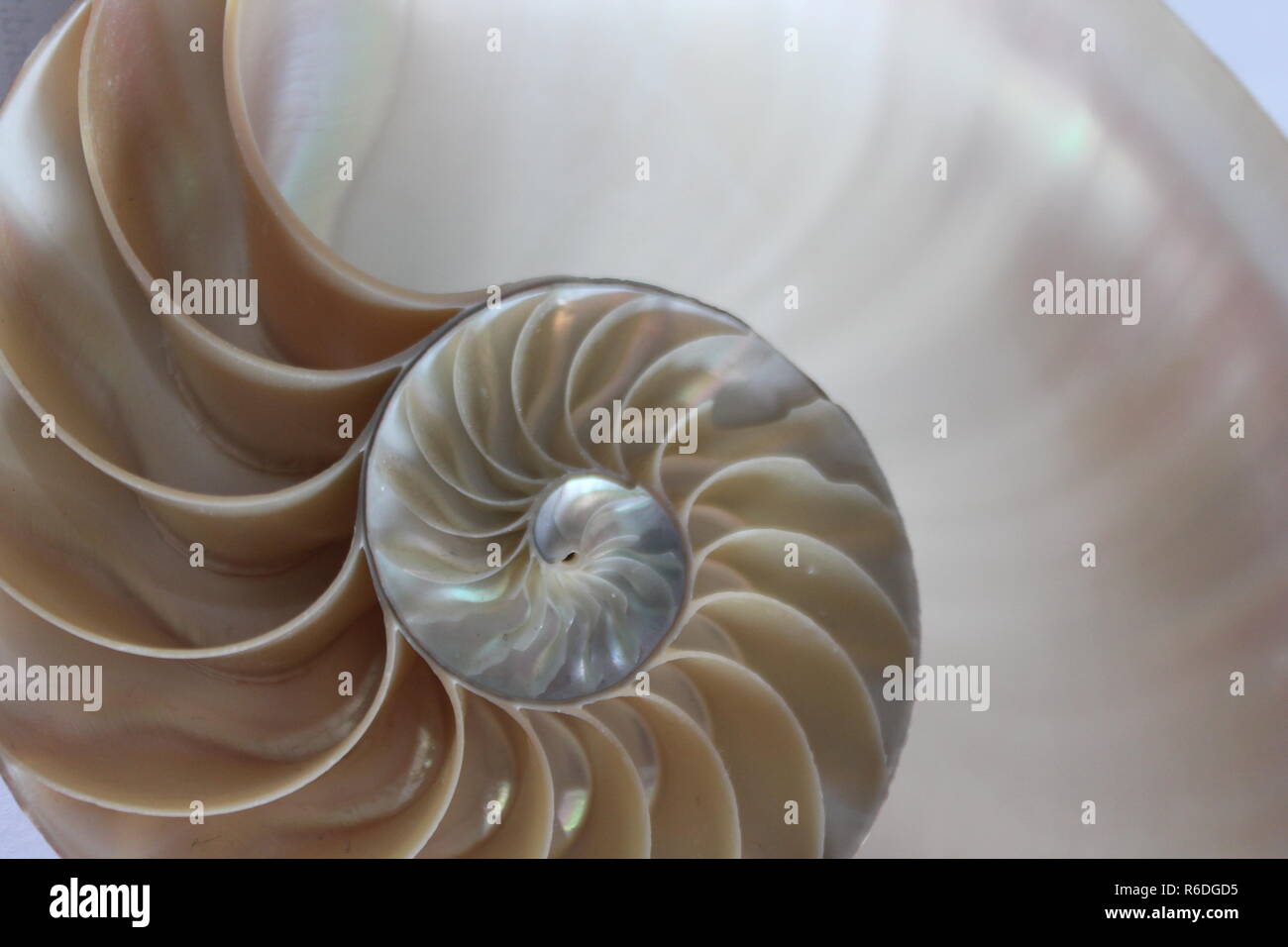 Nautilus shell Fibonacci symétrie transversale la moitié du nombre d'or de la croissance de la structure spirale close up retour allumé la nacre close up ( pompilius nautilus ) Banque D'Images
