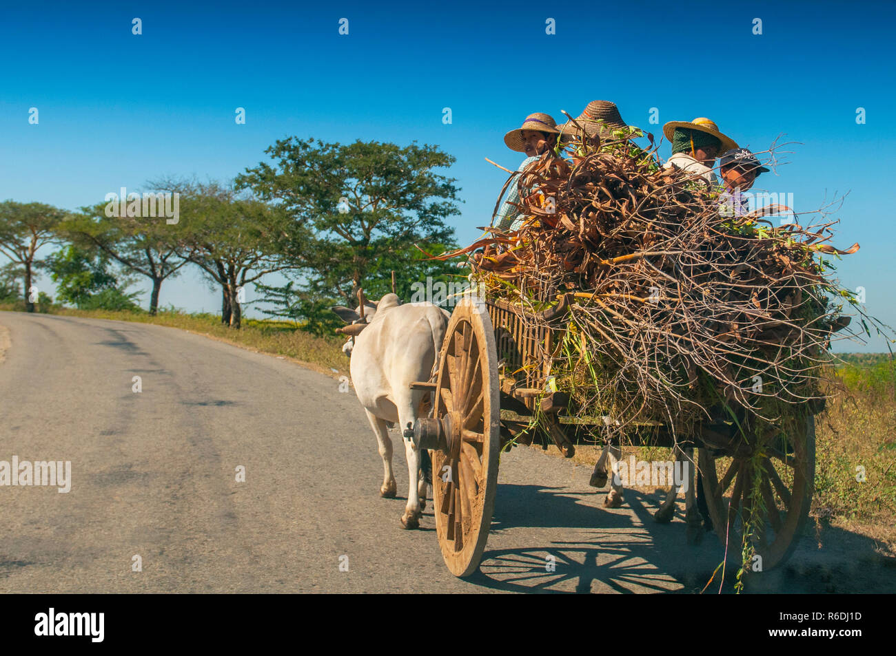 L'homme Rural birman en bois conduite Panier avec du foin sur route poussiéreuse tiré par deux buffles blanc paysage rural et le village traditionnel de la vie en Birmanie Countr Banque D'Images