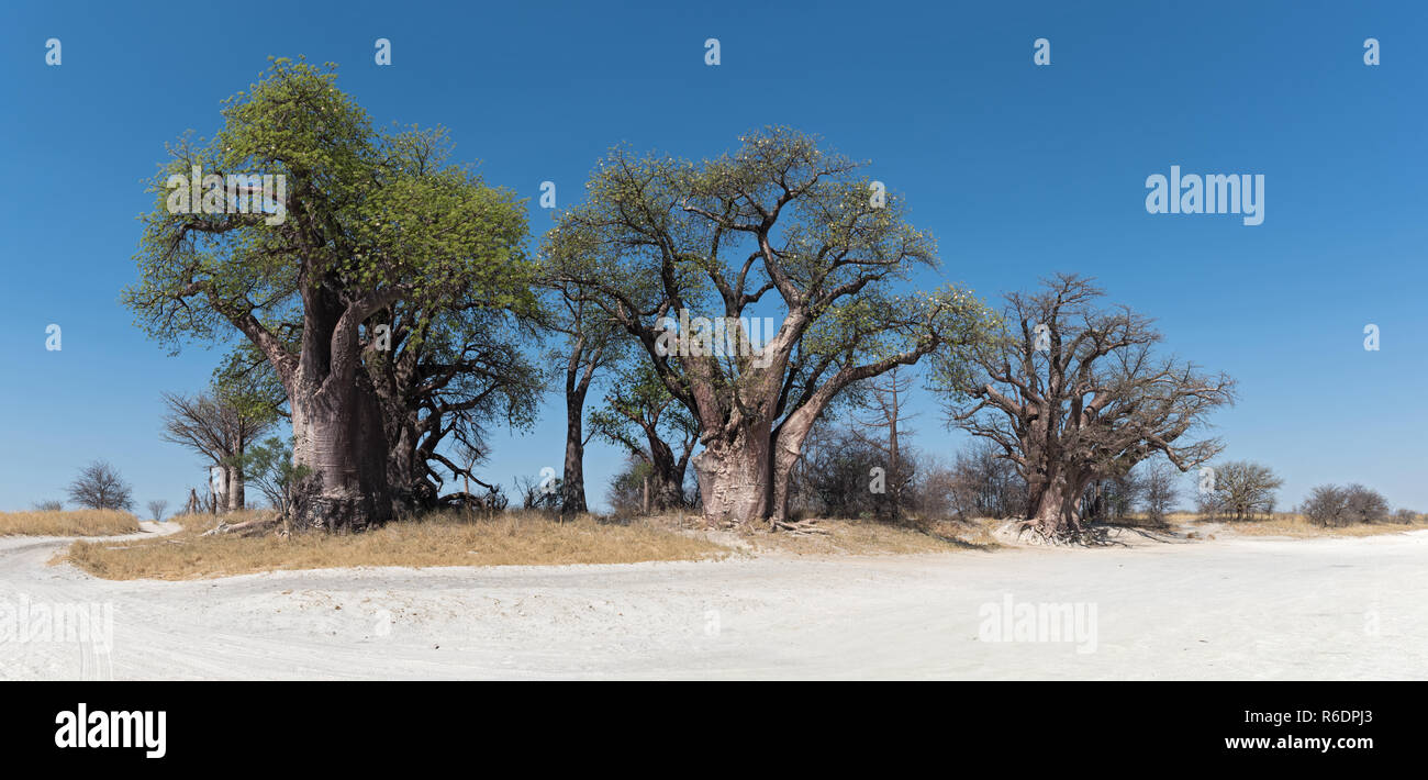 Baines baobab de Nxai Pan National Park, Botswana. Banque D'Images