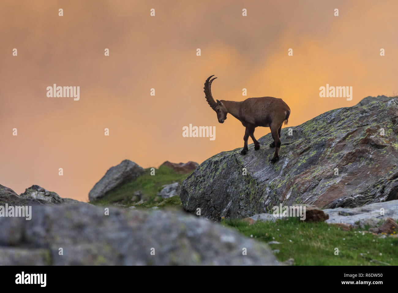 Bouquetin des Alpes (Capra ibex) dans le Mont-Blanc, France Banque D'Images