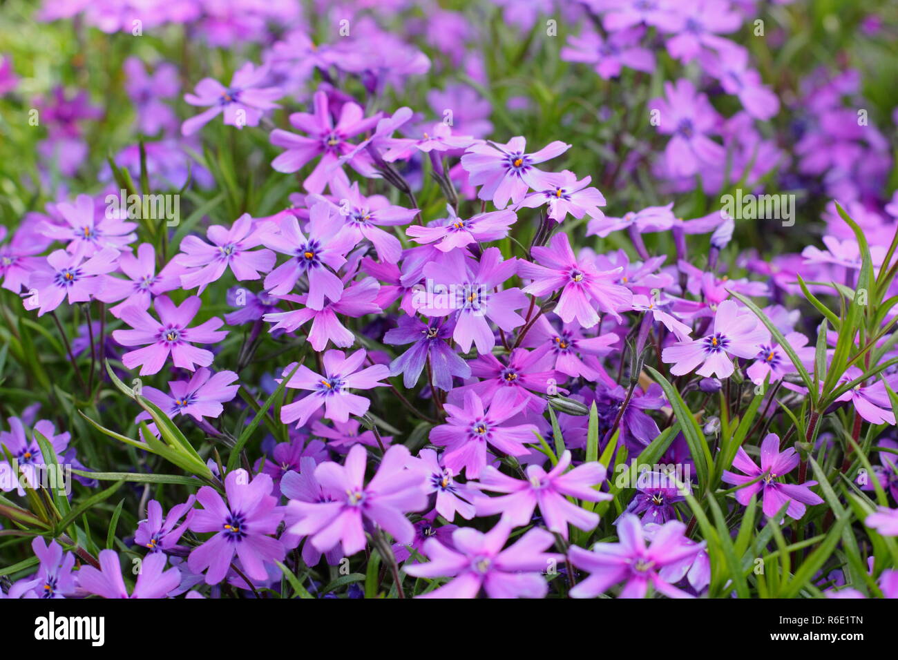 Phlox douglasii 'Boothman's variety' en fleur dans un jardin de printemps, UK Banque D'Images