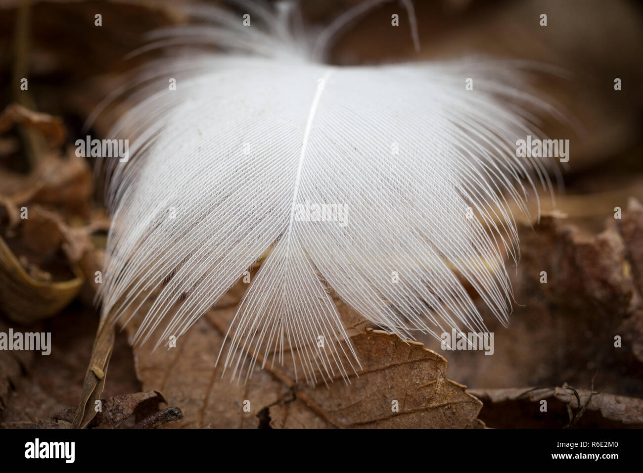 Plume de macro shot Banque D'Images