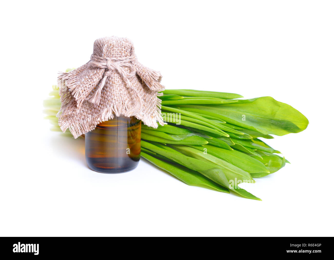 L'Allium ursinum - connu sous le nom de ramsons, buckrams, ail sauvage, l'ail des bois, ail, poireau, ours ou ail des ours. Isolées. Banque D'Images