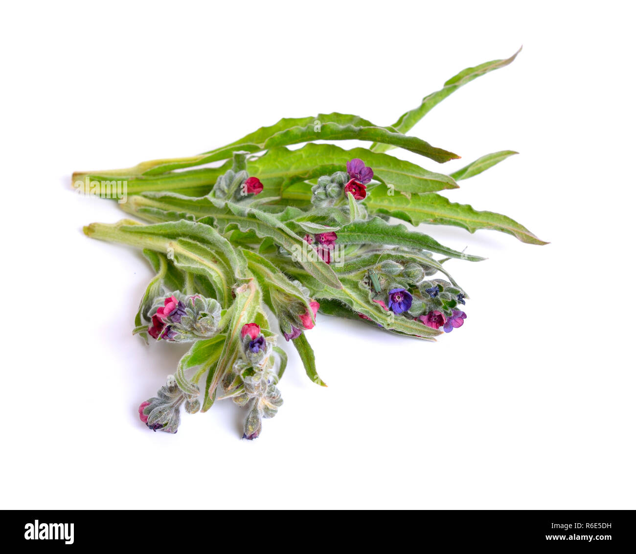 Cynoglossum officinale (houndstongue, houndstooth, langue du chien, la fleur, et les rats et souris en raison de son odeur) isolé sur fond blanc. Banque D'Images