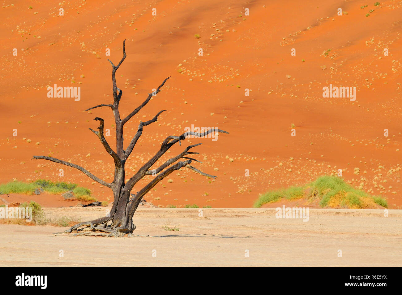 Arbre mort au Dead Vlei, Sossusvlei, Parc National Namib Naukluft, Namibie Banque D'Images