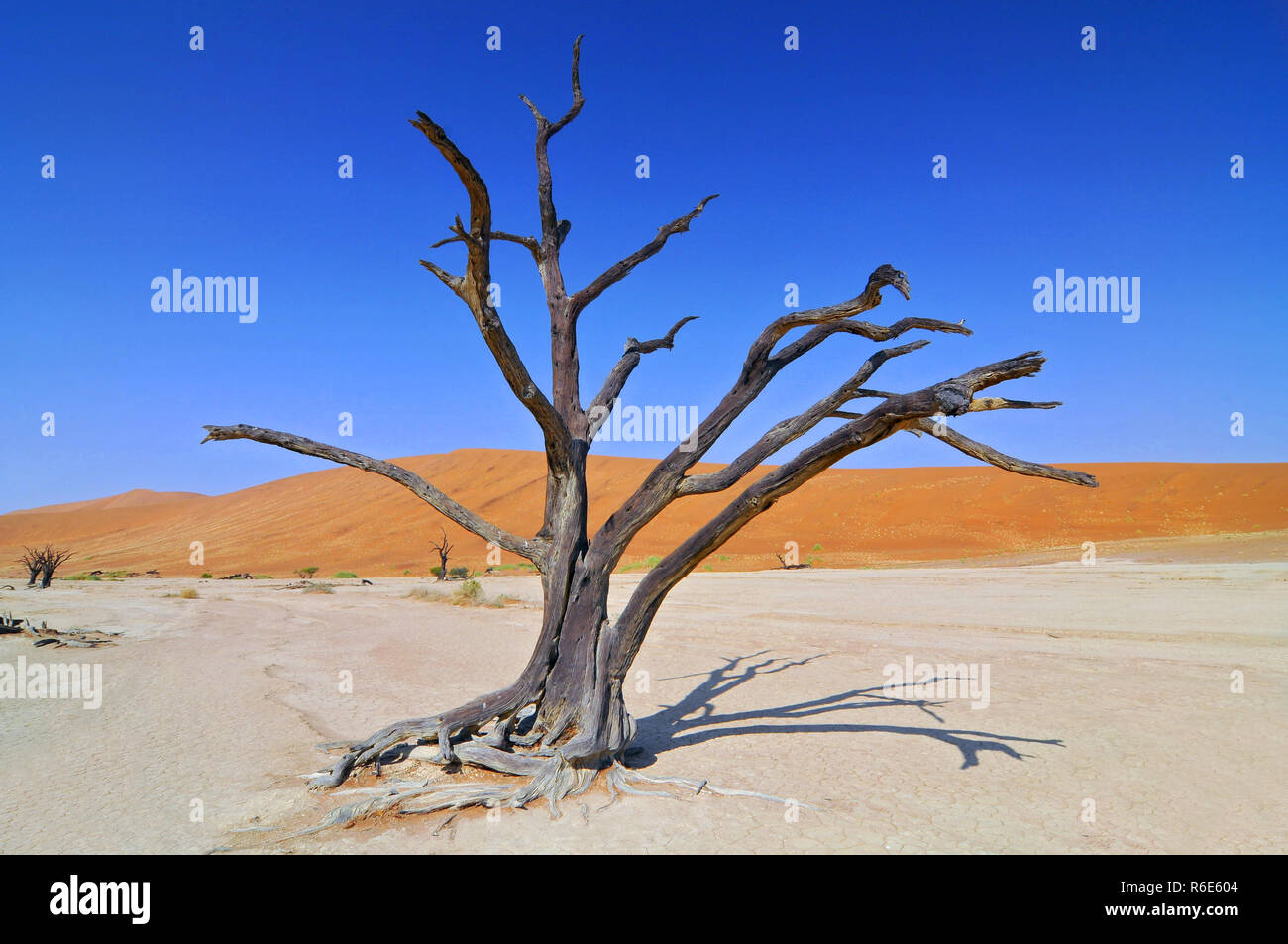 Camelthorn morts (Acacia Erioloba) Arbres Dans Dead Vlei, Parc National Namib Naukluft, Namibie Banque D'Images