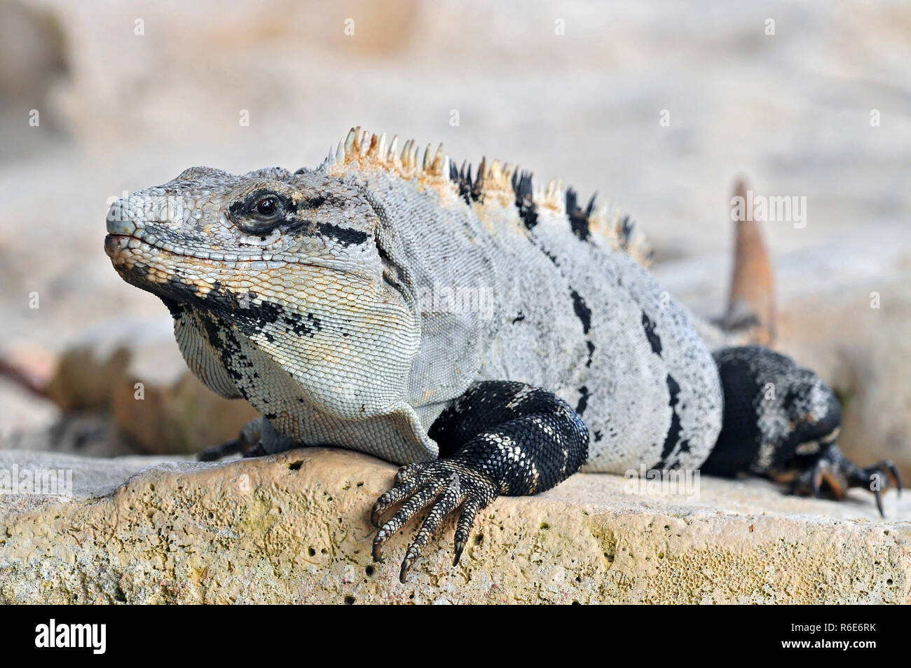 Ctenosaura similis, communément appelé le Spiny-Tailed Noir Iguana iguana, noir, noir ou Ctenosaur, est un lézard originaire du Mexique et d'Amérique centrale Banque D'Images