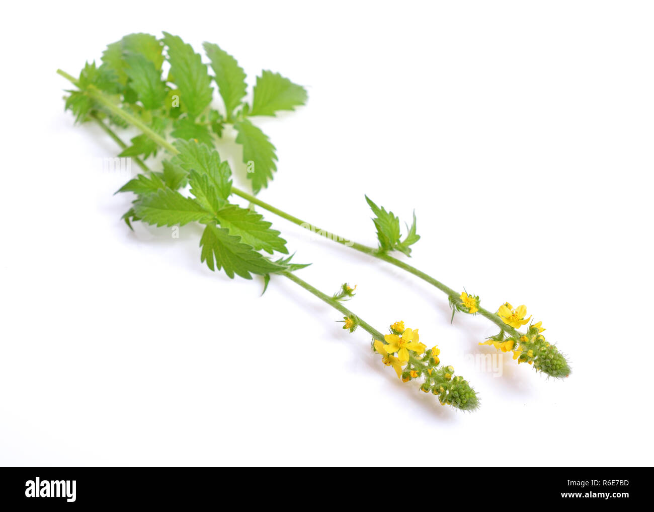 Agrimonia eupatoria, aigremoine, clochers ou sticklewort. Isolé sur fond blanc. Banque D'Images