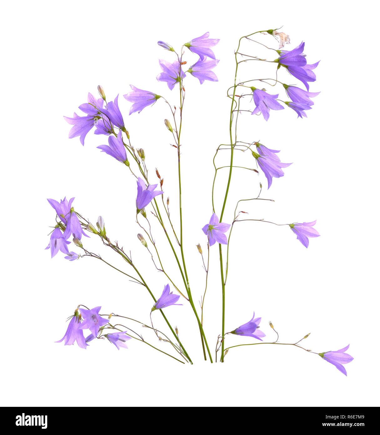 Bellflower, Campanula, fleurs en forme de cloche ou 'little bell'. Isolé sur blanc. Banque D'Images