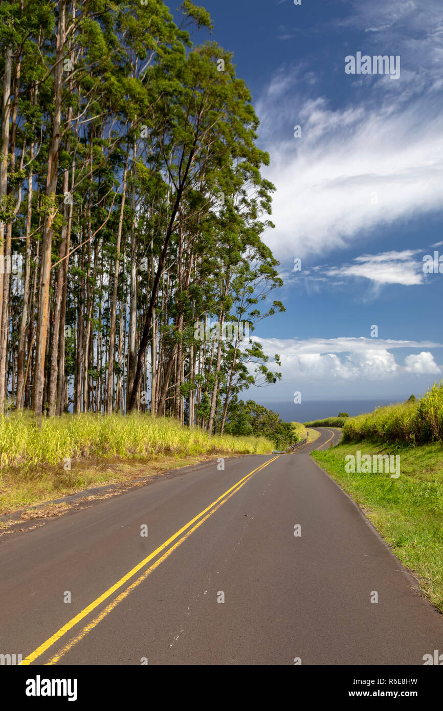 Pa'auilo, Hawaii - eucalyptus line un chemin rural au-dessus de l'océan Pacifique. Des milliers d'hectares d'eucalyptus ont été plantés après th Banque D'Images