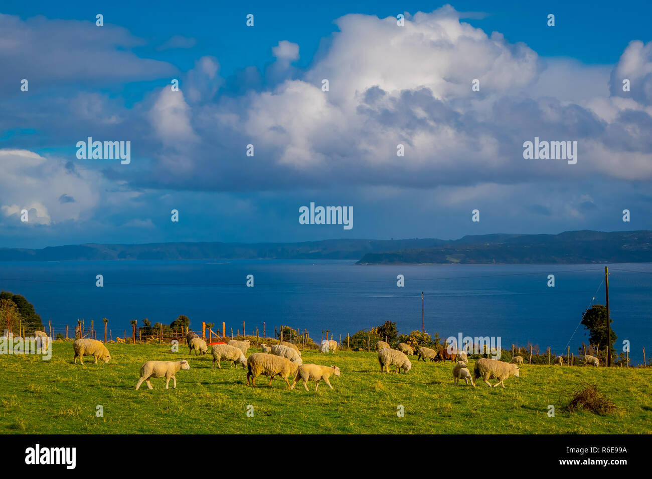 Vue extérieure d'un grand nombre de moutons paître les terres dans la région de Chiloé, Chili Banque D'Images