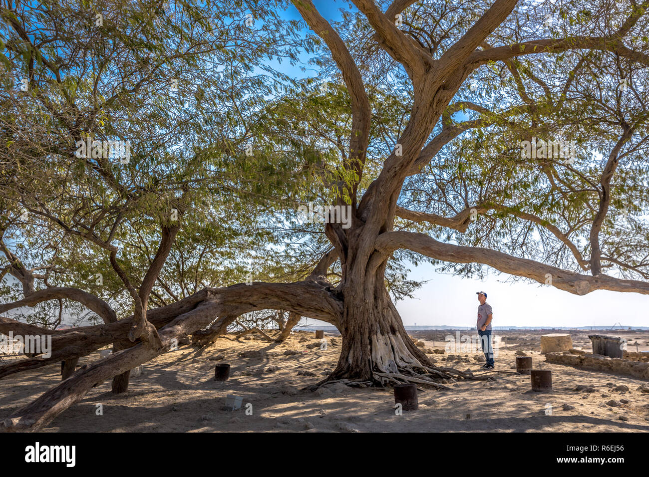 Bahreïn, Feb 3nd 2018 - un touriste à la recherche de l'arbre de la vie au Bahrein Banque D'Images