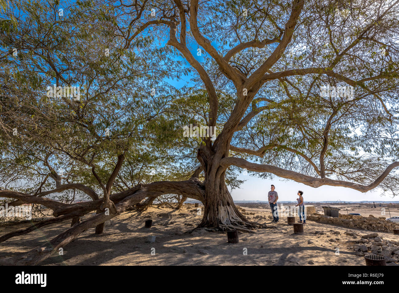 Bahreïn, Feb 3nd 2018 - un touriste à la recherche de l'arbre de la vie au Bahrein Banque D'Images