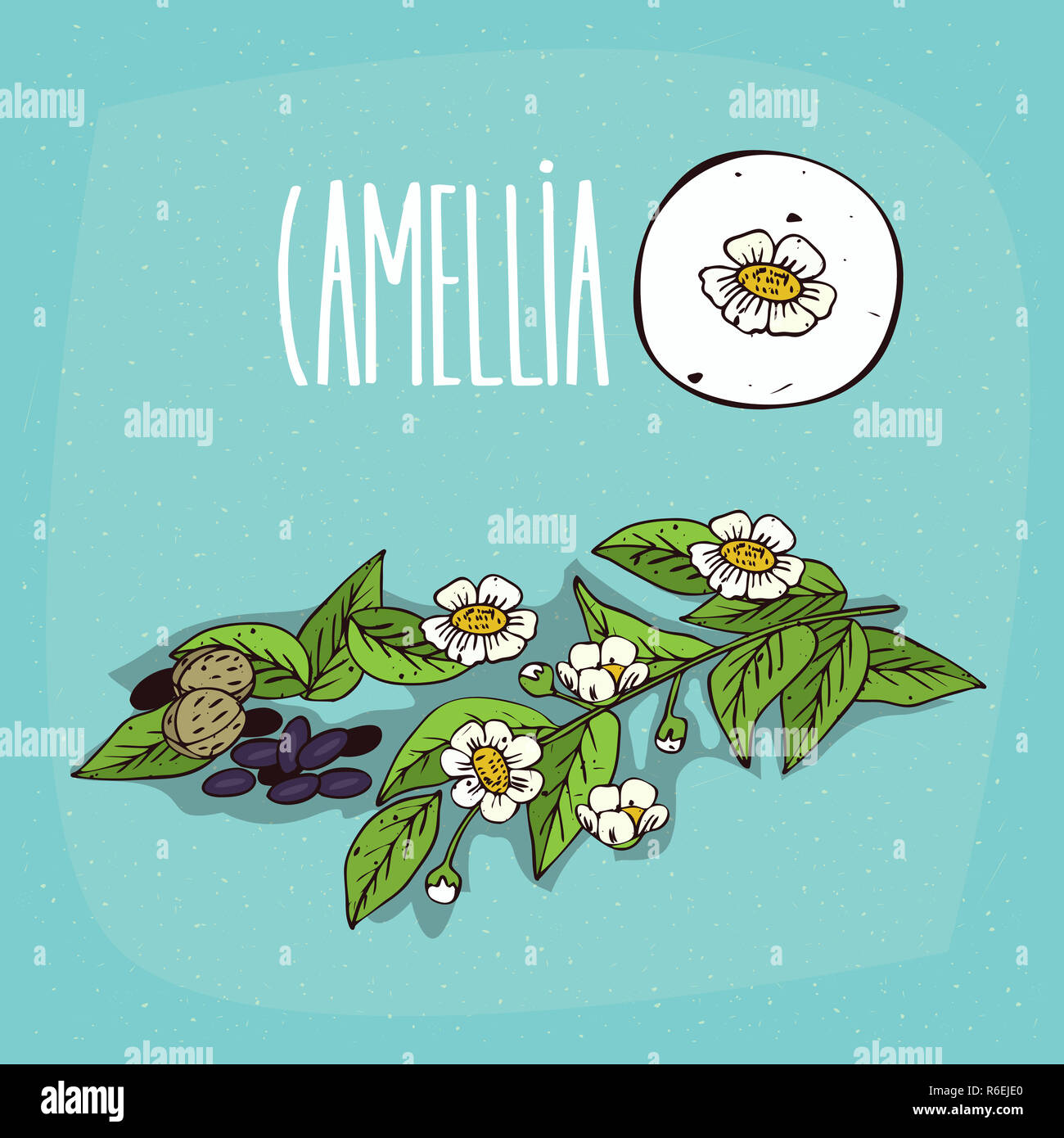 Ensemble de plantes isolées fleurs de camélia herb Banque D'Images