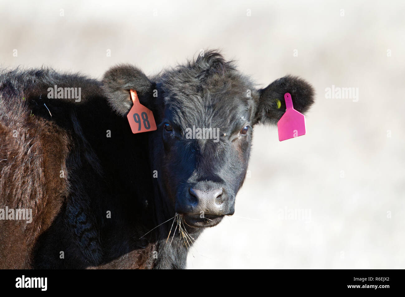 Portrait de vache noire Banque D'Images