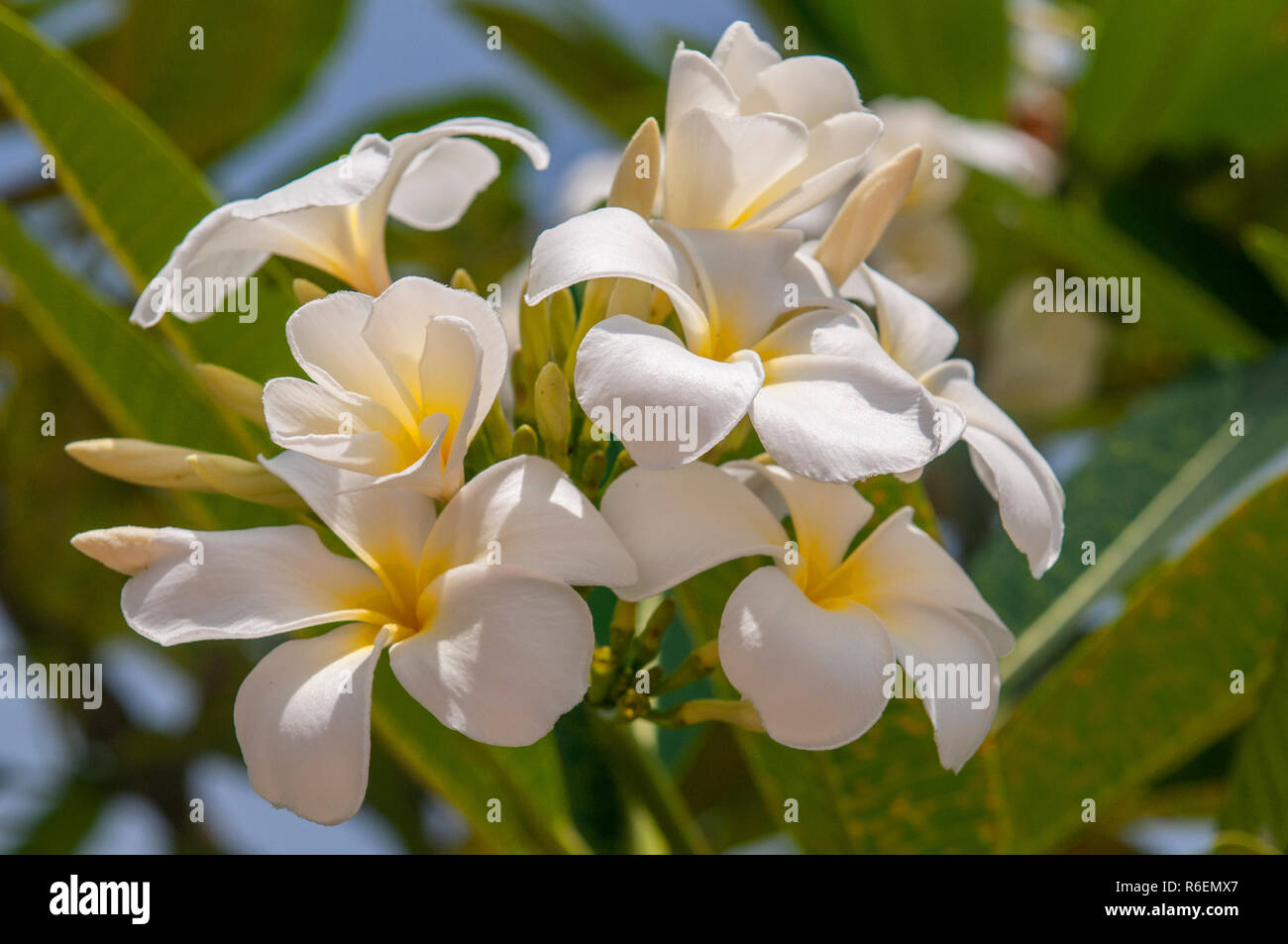 Descubra 47 kuva fleur blanche thailande - Thptnganamst.edu.vn