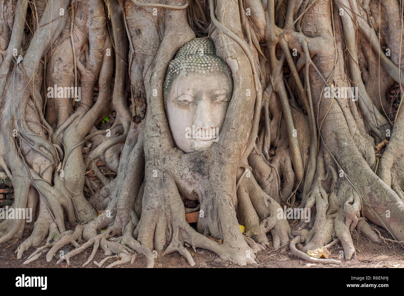 Grande tête de Bouddha en pierre dans Fig Tree Roots, Wat Mahathat, Ayutthaya, Thaïlande, Asie du Sud, Asie Banque D'Images