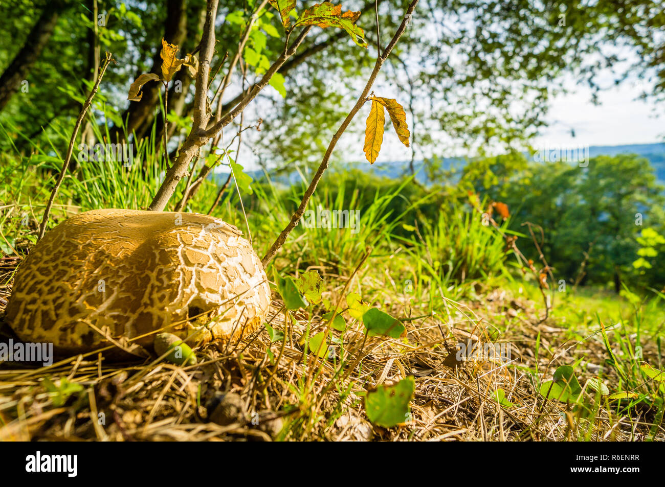 Un cep dans l'herbe à la limite de la forêt et prairie Banque D'Images