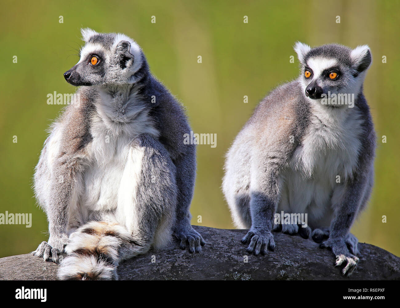 Deux kattas lemur catta Banque D'Images