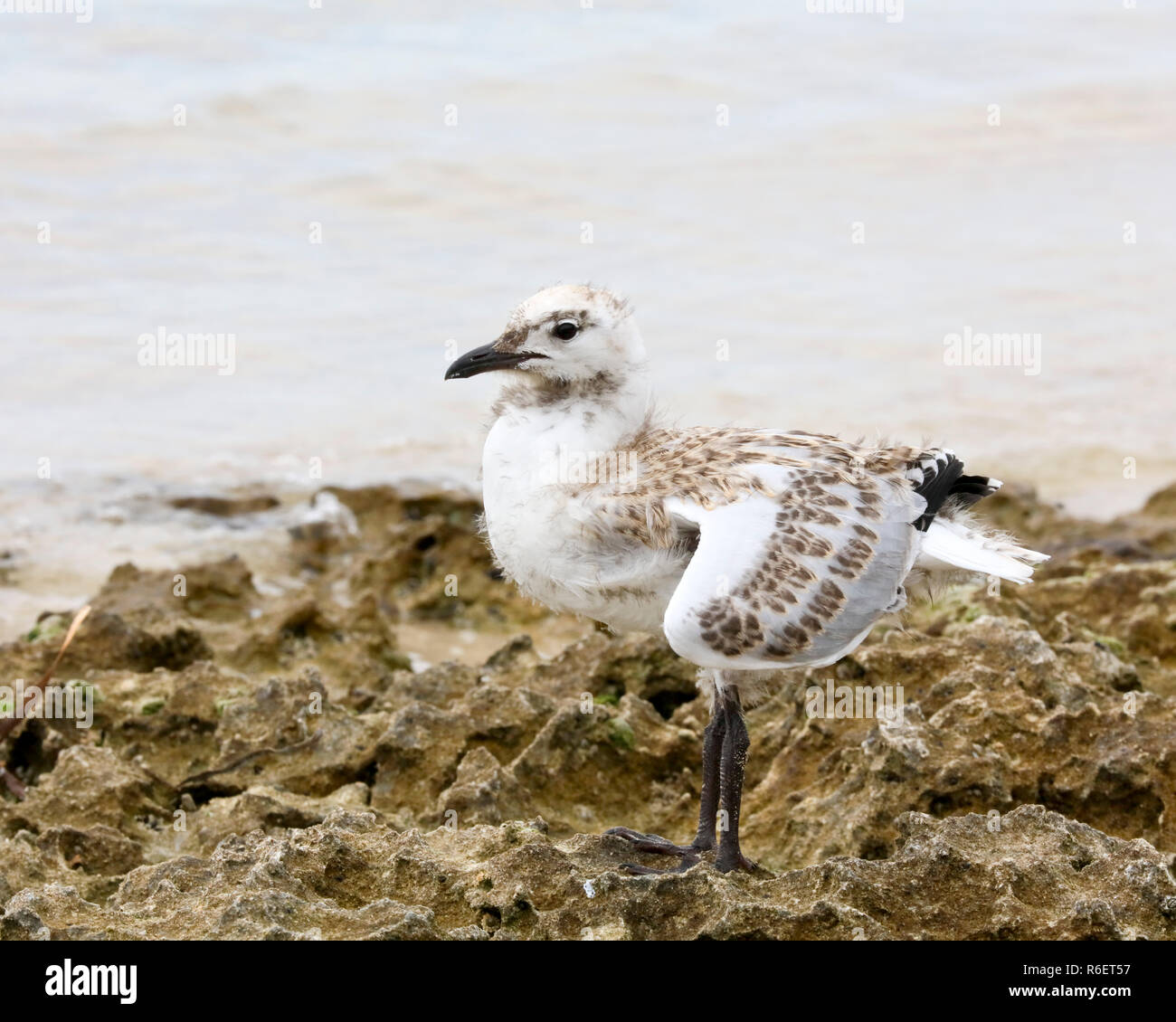 Bebe Mouette Argentee Banque D Image Et Photos Alamy Bebe Mouette Argentee Banque D Image Et Photos Alamy