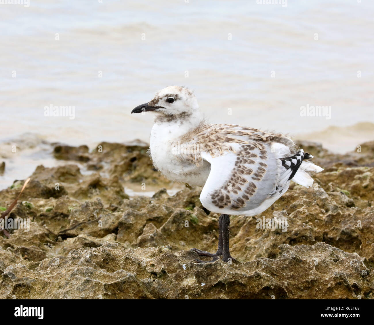 Bebe Mouette Argentee Banque D Image Et Photos Alamy