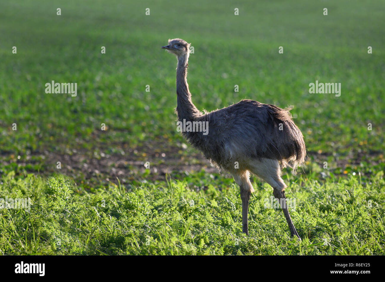 Nandou d'Amérique sauvage ou nandu (Rhea americana) sur un champ dans le Mecklembourg-Poméranie-Occidentale, Allemagne. Un petit groupe de ces ratites échappé 2000 Banque D'Images