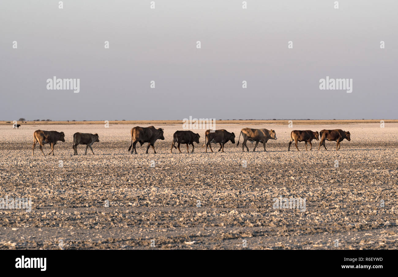 Troupeau de bovins sur Makgadikgadi Pan Pan, Nwetwe au Botswana. Banque D'Images