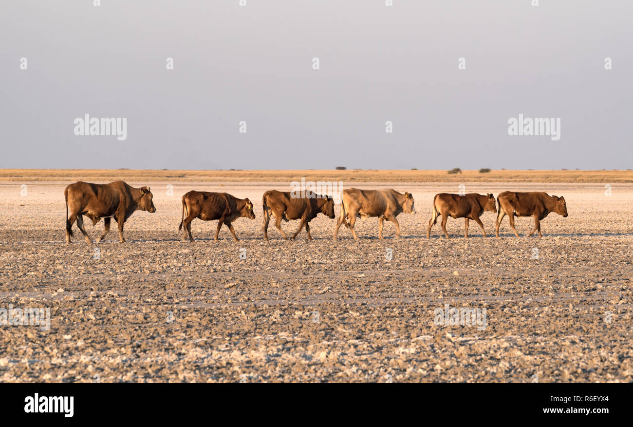 Troupeau de bovins sur Makgadikgadi Pan Pan, Nwetwe au Botswana. Banque D'Images