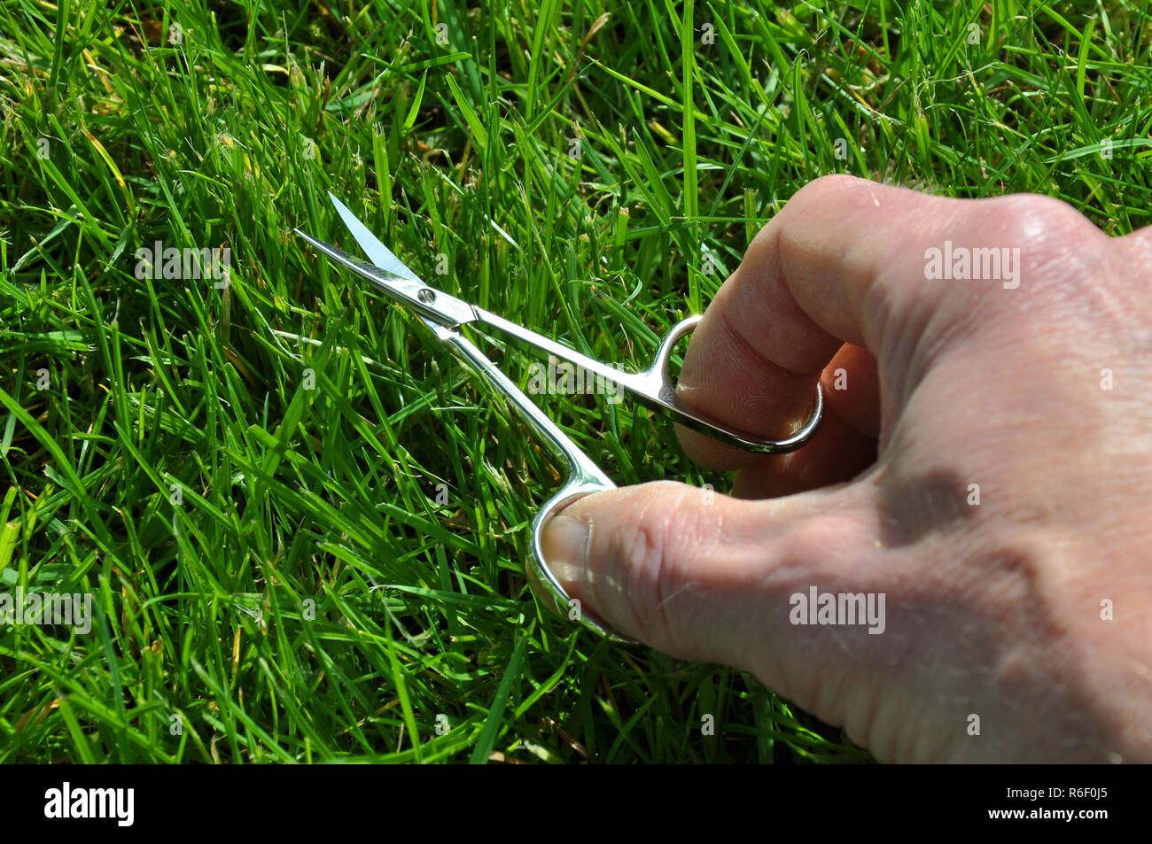 Couper la pelouse avec des ciseaux à ongles Banque D'Images