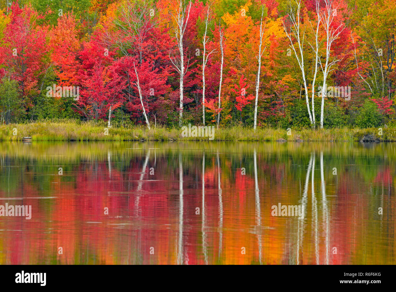 Feuillage de l'automne dans une forêt mixte de feuillus reflété dans le lac Mud, le Grand Sudbury, Ontario, Canada Banque D'Images