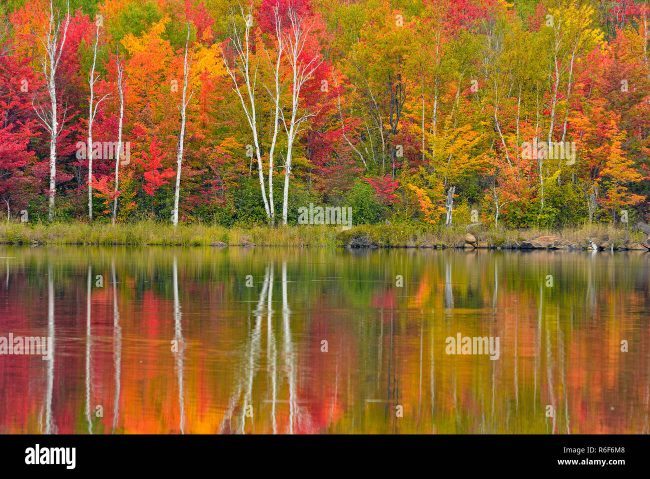 Feuillage de l'automne dans une forêt mixte de feuillus reflété dans le lac Mud, le Grand Sudbury, Ontario, Canada Banque D'Images