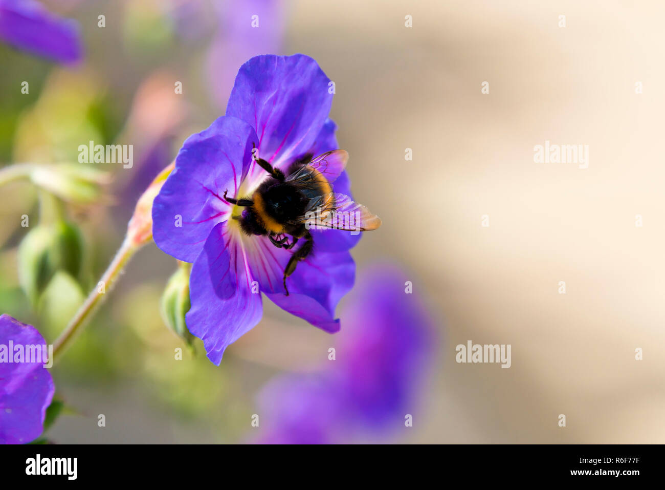 Close up horizontale d'un bourdon moelleux la collecte de nectar sur une fleur pourpre. Banque D'Images