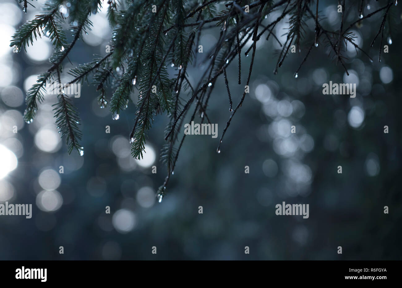 Gouttes d'eau sur les branches de pruche evergreen bokeh avec en arrière-plan. Banque D'Images
