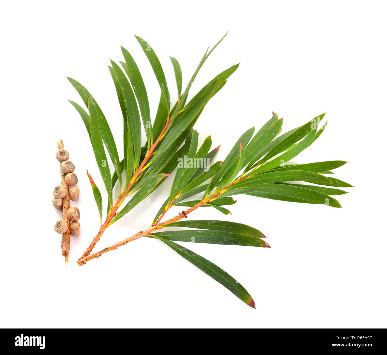Melaleluca (arbre à thé) les brindilles avec des feuilles et des graines. Isolé sur fond blanc. Banque D'Images