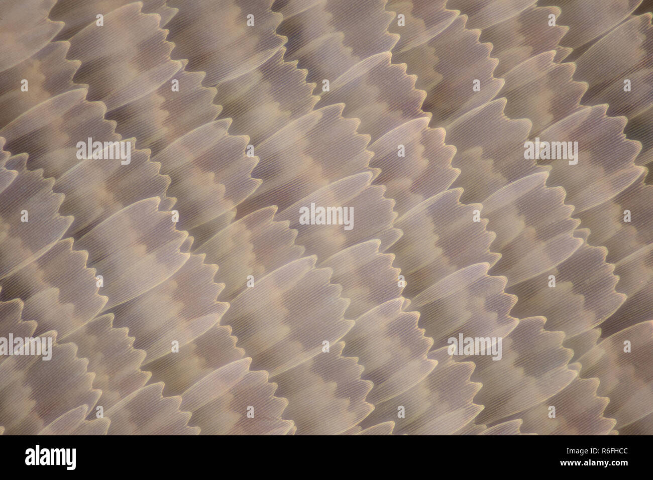 Grossissement extrême - aile de papillon sous le microscope Banque D'Images