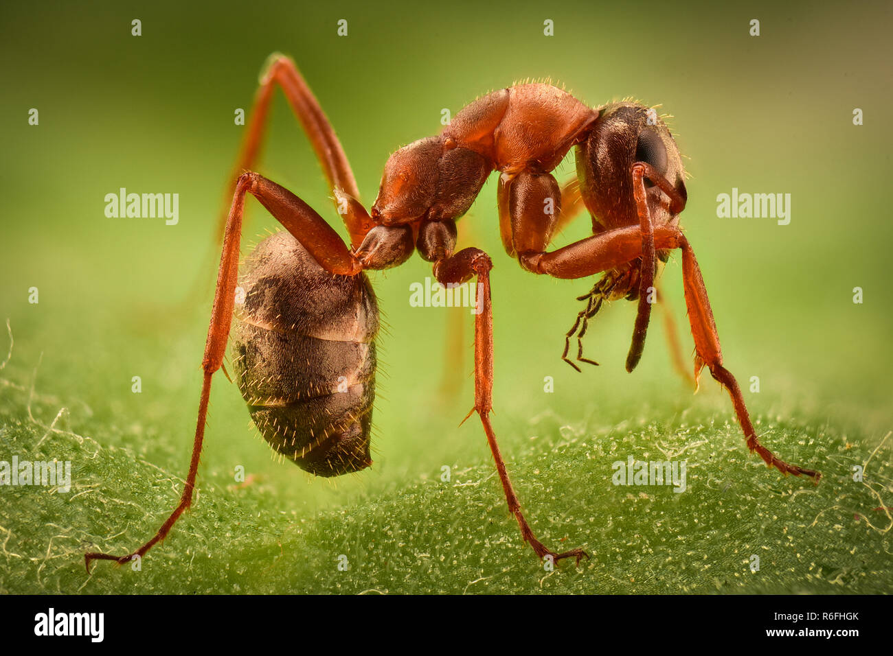 Grossissement extrême - Ant dans la nature Banque D'Images