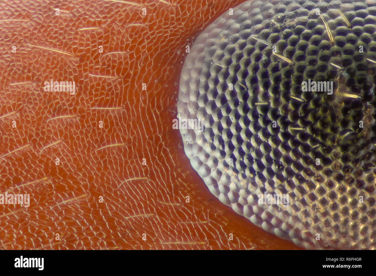 Grossissement extrême - Ant tête avec yeux composés Banque D'Images