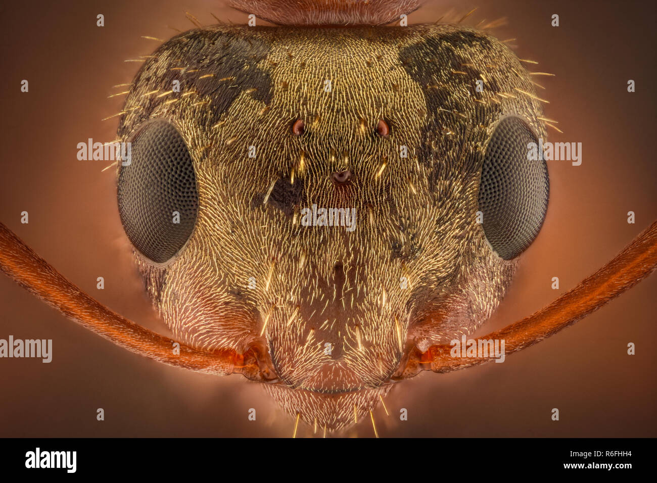 Grossissement extrême - Ant tête avec yeux composés Banque D'Images