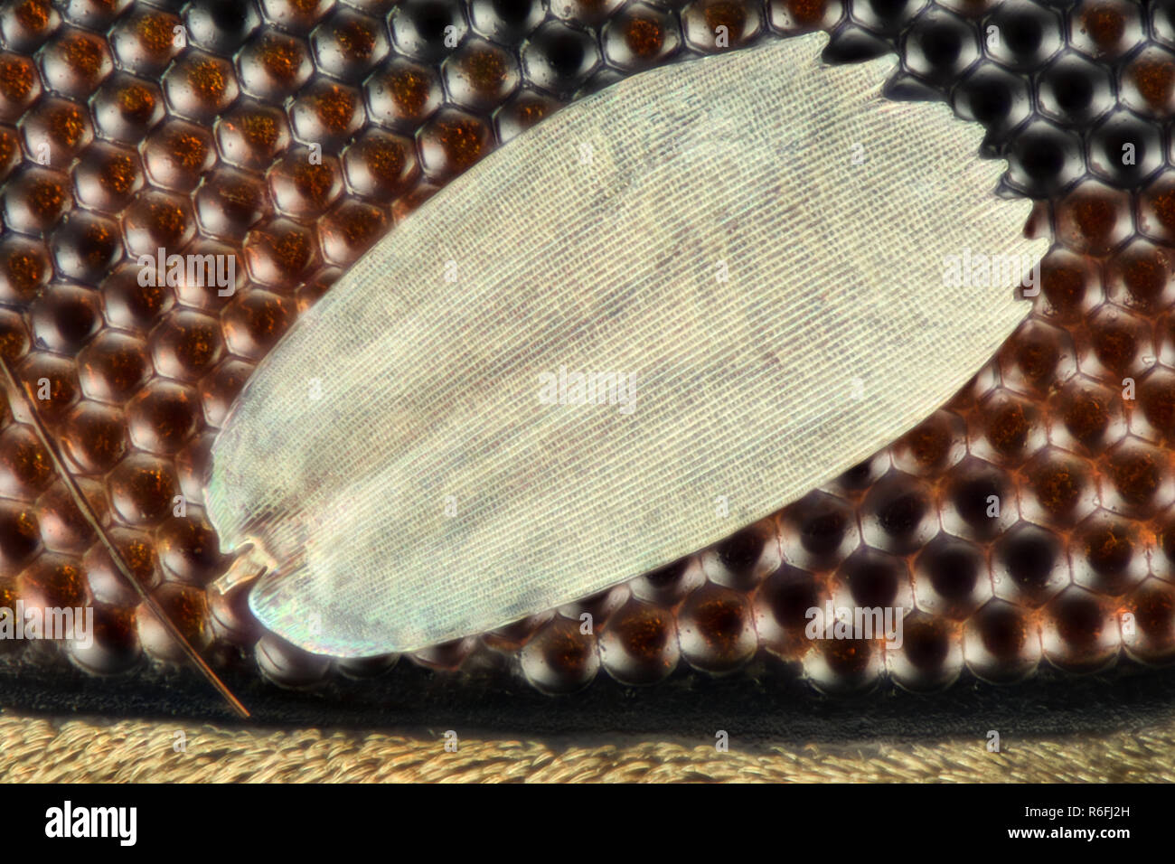 Grossissement extrême - texture oeil composé sous le microscope avec échelles papillon Banque D'Images