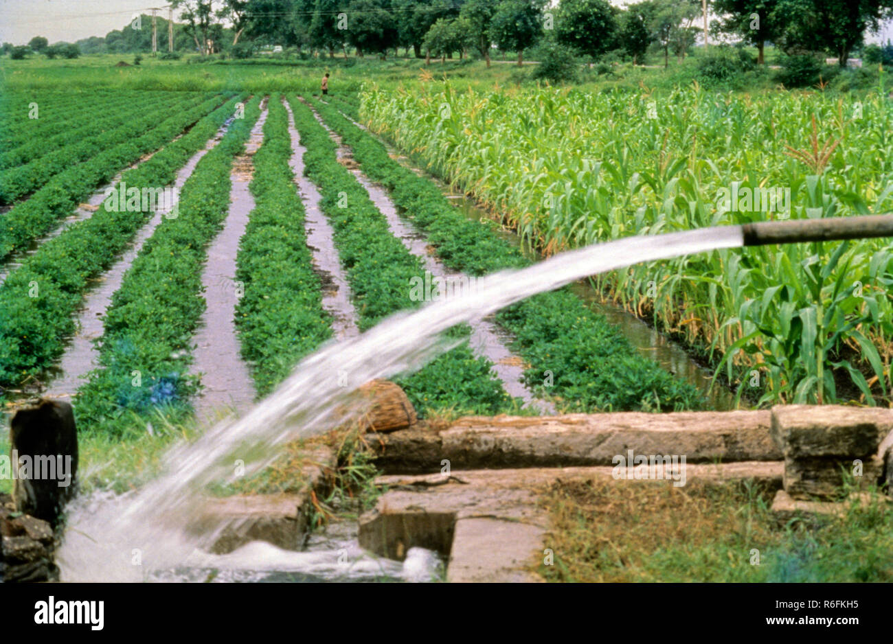 L'irrigation, les cultures qui poussent dans les champs irrigués, pompe à eau, de l'Inde Banque D'Images