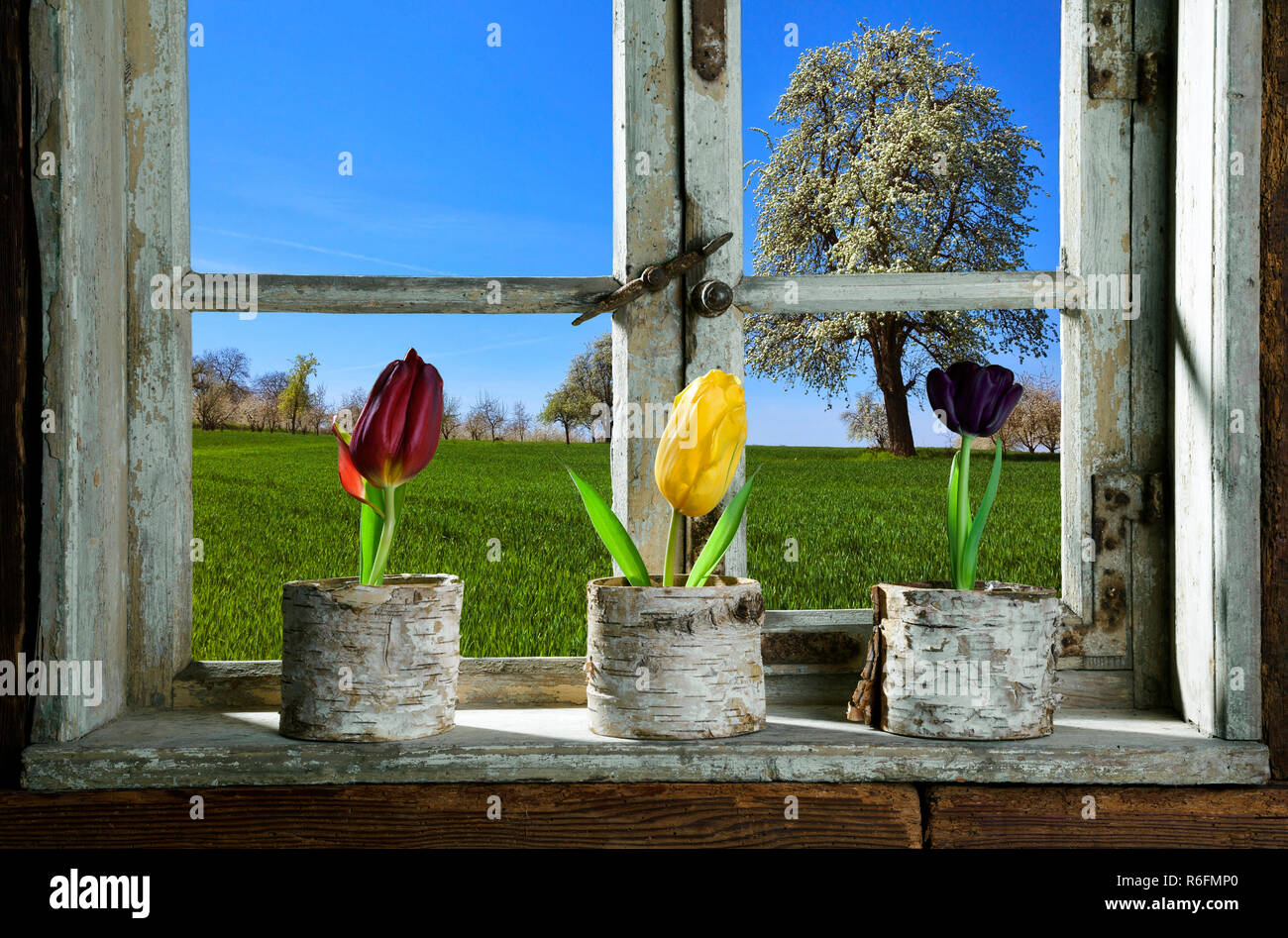 Tulipes sur la fenêtre Banque D'Images