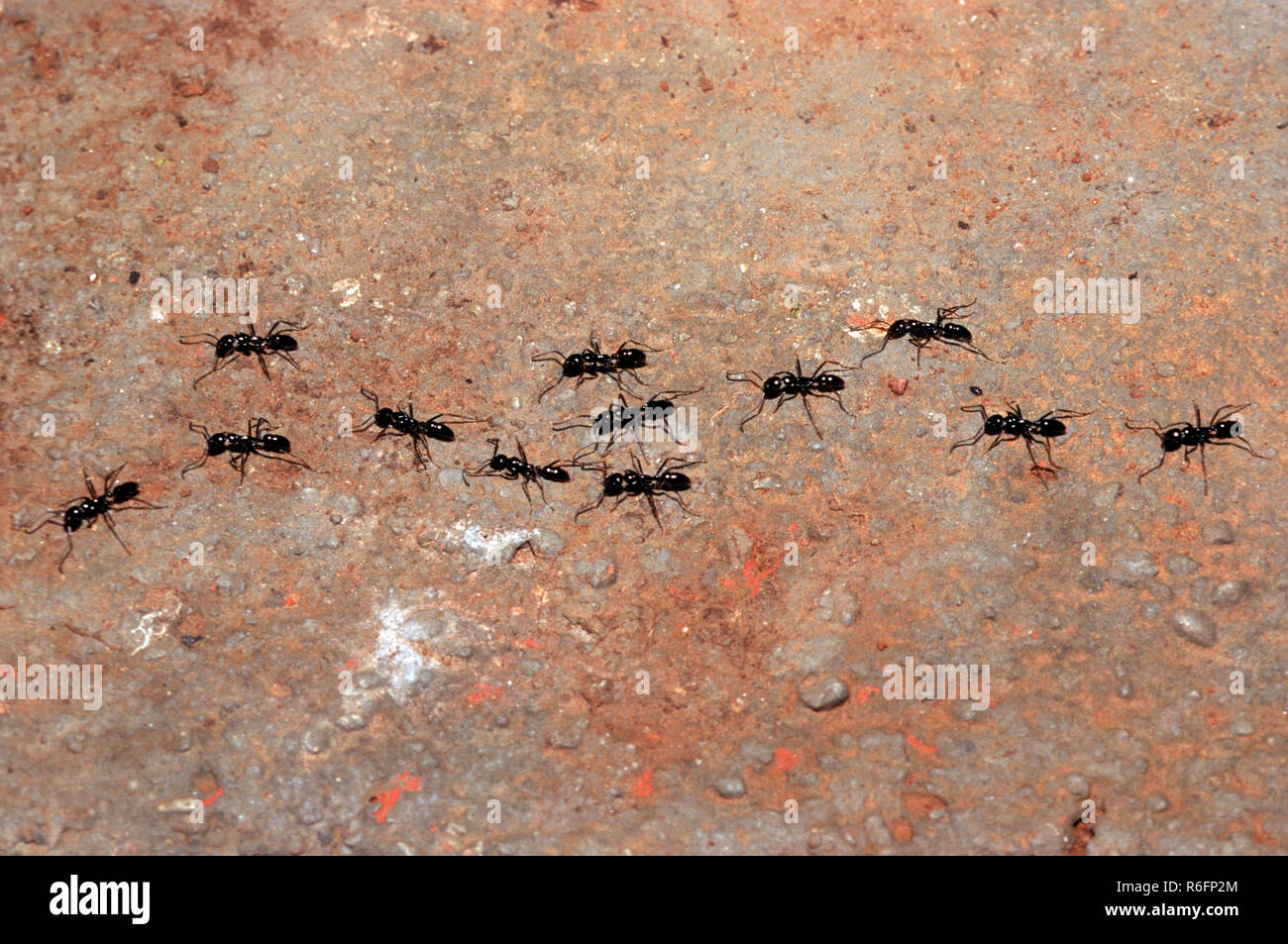 Fourmis marchant en ligne droite Banque D'Images