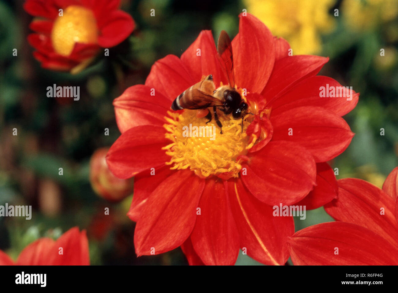 Les insectes, les abeilles du miel assis sur Dahlia fleur, Inde Banque D'Images