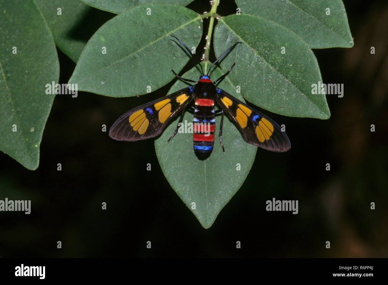 Les insectes, espèce d'insecte indien peint main Polymena euchromia Moth maden Banque D'Images