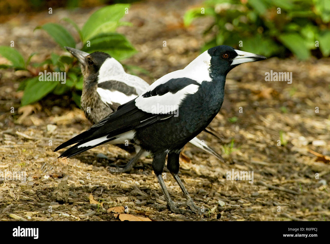 Le Cassican Flûteur (Cracticus Tibicen moyennes) est un oiseau noir et blanc originaire de l'Australie et du sud de la Nouvelle-Guinée Christchurch, N Banque D'Images